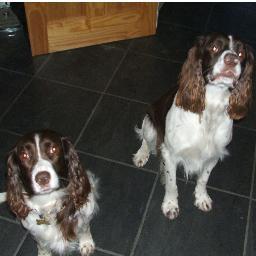 Mad spaniel lover.....adore my wonderful family......a bit loopy....but then i need to be with my lot!! Ex Army, Ex Police.