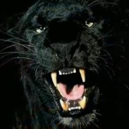 megastephanoi's profile picture. homme celibataire