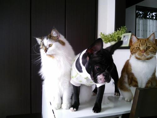 猫（スコッティッシュ）4匹の愛くるしさに癒され毎日を過ごしてます。可愛い～(*^^*) バイクも大好き(^o^)vよろしくです。