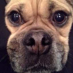 Dug - Dog