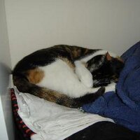 Miki The Devil Cat (@mikithedevilcat) 's Twitter Profile