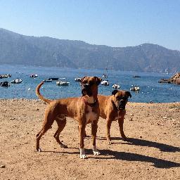 NuriaJaramillo's profile picture. Amante de los perros, en especial de los Boxers, deportista, seguidora del Athletic, furgonetera, viajera, soñadora