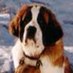 S. Bernard (@saintbernardin) Twitter profile photo S. Bernard (@saintbernardin) Twitter profile photo