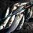 seafishingire's profile image