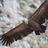 BirdingSpain's profile image