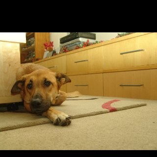 1234piperjess's profile picture. 