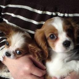 愛犬キャバリア（ぱん♀、らん♂）を含む5人家族のパパ。わんこ中心のライフスタイルを楽しむ親バカならぬバカ親です(笑)。仕事はマーケティングコンサルタント。甘い物に目がないです。気軽に絡んで下さい！