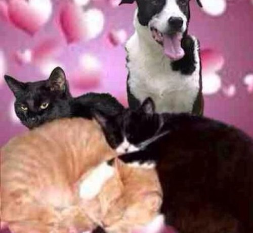 We are Garfield & Blackie two kitties who loves our mum @CandyCanes1981 members ov #wlf loves brofur @TiggyBean