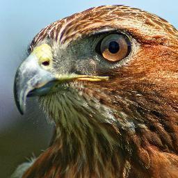 Watching over public schools with a hawk's eye on those profiting from the education reform movement. Teacher. Protect public schools from corporate interests!