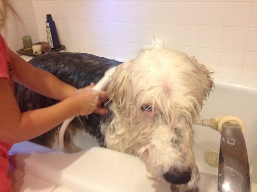 BoomerQBall's profile picture. Proud father. Beer good, fire BAADD!! Swim, bike,run. What else is there????