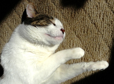 Rufus is a blogging, snoozing, face-stuffing man cat.