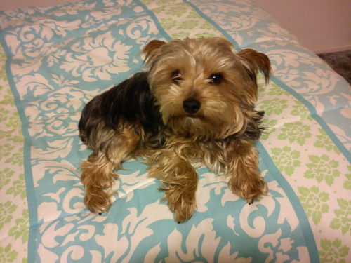 hey im just a dog. stay chilled for life :). i will always follow back!!