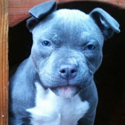 Profile Picture of Richard Edwin Bruner (@rebIII50) on Twitter