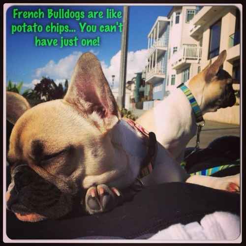 LunaKaiyah's profile picture. we are French Bulldogs: a brother, sister duo. We love long walks along the beach and enjoy kissing our Daddies. We were born July 7th 2012