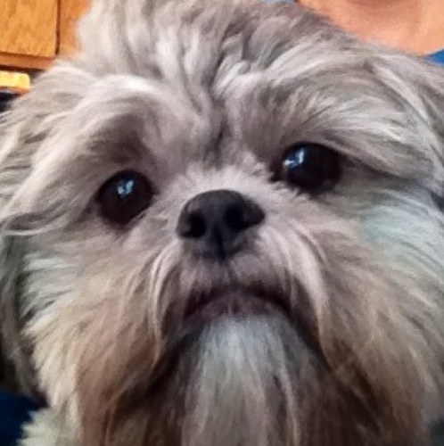 justmerjw's profile picture. Mom and human companion of Buddy Bear and Peanut Butter Bear.