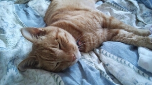 onyoro08's profile picture. とやまちほーの郷土史家。考古学民俗学専攻。ミニベロ&スノースクート乗り。魚民。フルマラソン１５回。ハーフ６回。黒井城トレイルEX１回。ビワイチ１回。
猫／丹下桜／サザンオールスターズ／カードキャプターさくら／妖怪／水曜どうでしょう／艦これ／陸上競技／読売ジャイアンツ／日本酒／日本史／ガルパン／一眼レフ／二眼レフ／デグー