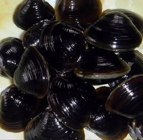 xam_xamxam's profile picture. 砂抜きしないと逆襲されます