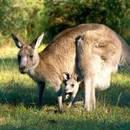Kangaroo pouches are pretty neat.