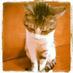 Sergio Mangialardi (@softshark70) Twitter profile photo