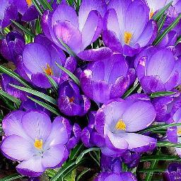 sefakaraca9's profile picture. 