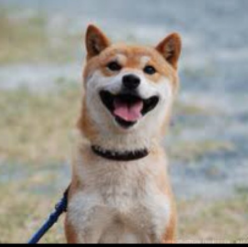 柴犬癒し画像 Shiba Inu 海外でも大人気 タバコ屋の看板犬 シバくんがかわい過ぎると評判 店番の様子も動画があり得ない程 可愛いです Http T Co Bw7euk9lba Http T Co G7p2szskni