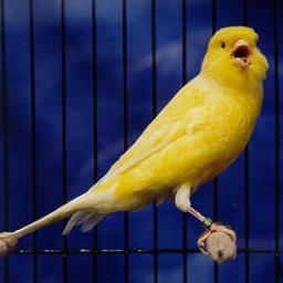 informasi tentang burung kicau.
Tonton juga video burung kicau lengkap di http://t.co/JkoLNBpDRT