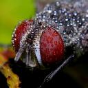 Michael Toh - @BurgundyMT - Twitter