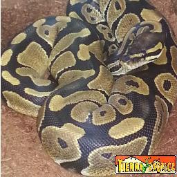 TierraExotica's profile picture. 