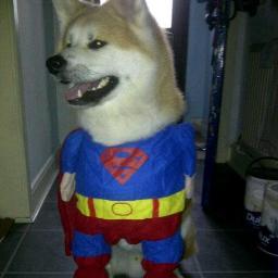 AkitaRescueNI's profile picture. Small Non-Profit working in Northern Ireland to prevent needless destruction of Akita's.