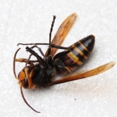 死んだヒメスズメバチbot Hmszmsinda Bot Twitter
