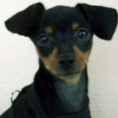 Bebezinho Fofo Bebezinhofofo Twitter Bebezinho Fofo Bebezinhofofo Twitter