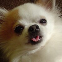 hidezo (@hidezo_x) Twitter profile photo