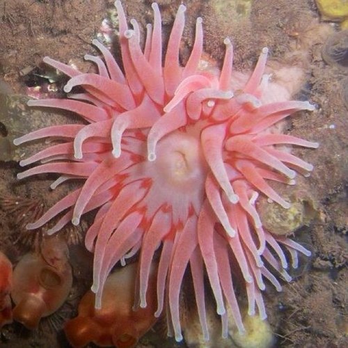 LB_Armstrong's profile picture. I'm a cat mom, a rabbit mom and a long haired hamster mom... On the ocean, by the ocean or in the ocean. Simply me ❤️