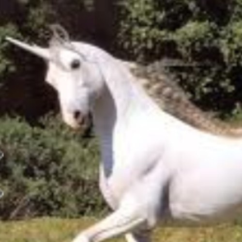 um so basically... OH LOOK A UNICORN