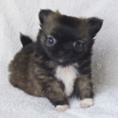 figgychichi's profile picture. Here is a peek into the life of a chihuahua breeder and the joys of raising beautiful chihuahua puppies.