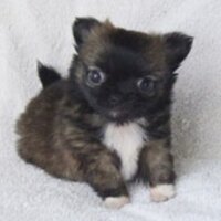 Figgy's Chihuahuas (@figgychichi) Twitter profile photo