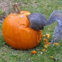 FRED INGLE - @ROBICMAN - Twitter