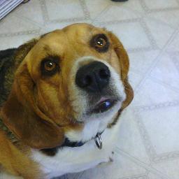 ObeseBeagle's profile picture. I am one bad ass beagle,bad to the bone