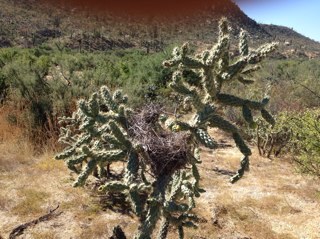 ReallyBigPear's profile picture. 