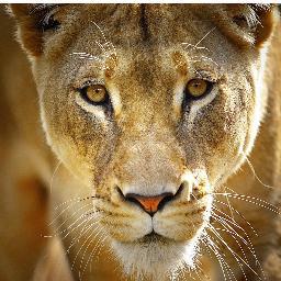 Hasta que los leones tengan sus propios historiadores, las historias de cacería seguirán glorificando al cazador. Proverbio africano.