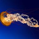 adia brown - @sewsy - Twitter