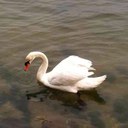 Fran Strauss - @franstrauss21 - Twitter