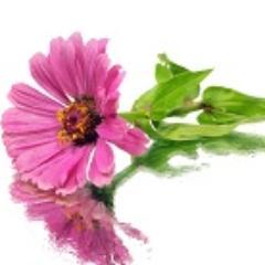 PearlandFlowers's profile picture. Locally grown, wholesale flowers in Pearland, TX.