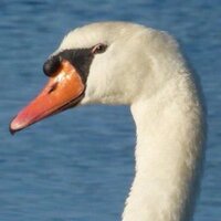 renee (@reneejulene) 's Twitter Profile