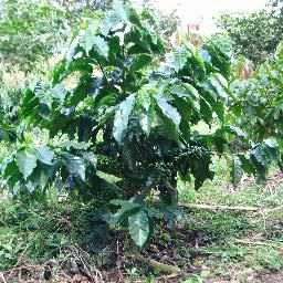 Ing.Agronomo Fitotecnista,servicios de Seguridad Alimentaria, Consultoria Profesional, Extensionismo Rural, Renovación y Mejoramiento Genético de cafetales.