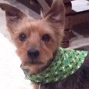 Deborah Reeves - @happycamperinoz - Twitter