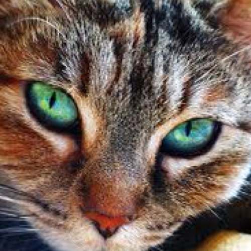 WindClan Warrior! I am very fast, and I am a dark brown tabby tom. Mouthful, right? I never pass up an adventure!
