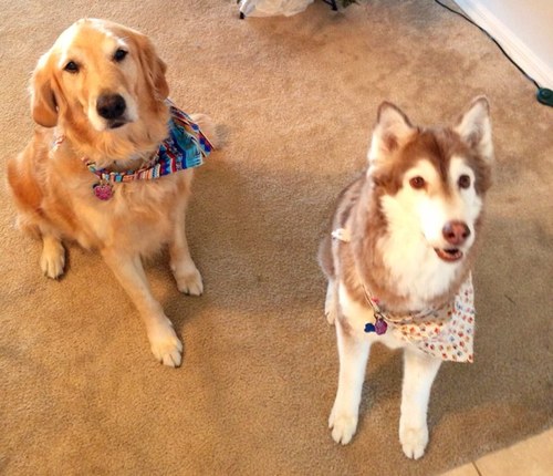 Kryztale311's profile picture. ABC Certified Dog Trainer, Certified Assistive Technology Specialist, and Artist (Acrylic and Pastel)