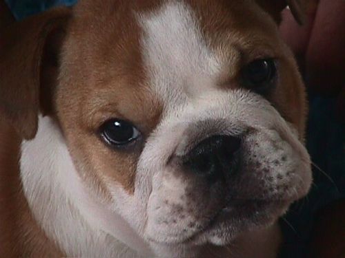 Ultimate free dog site
