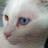 caspermerlin's profile image